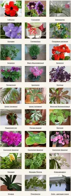 уход за комнатными растениями | Комнатные цветы, Комнатные растения,  Растения