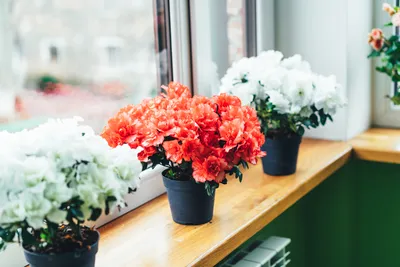 Домашние комнатные цветы и растения с названиями и фото / Бульвар Шоубиз