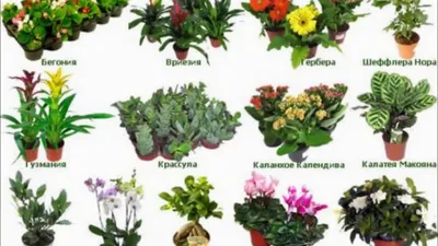 Растение на з - фото и картинки: 68 штук