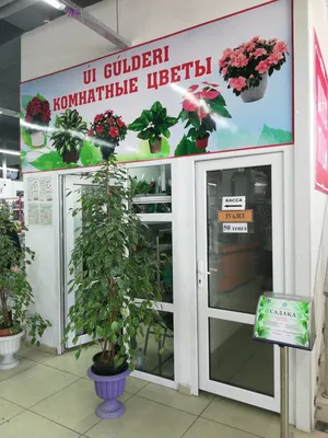 Фото: Комнатные цветы, магазин цветов, Жамбылская область, Тараз, проспект  Жамбыла — Яндекс Карты
