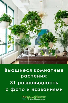 Вьющиеся комнатные растения: 31 разновидность с фото и названиями |  Подвесные растения, Комнатные растения, Растения