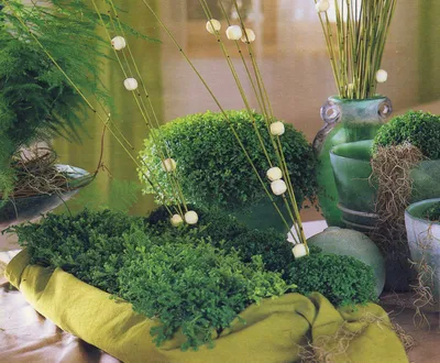 Комнатные почвопокровные (подушковидные) растения | Любимые цветы