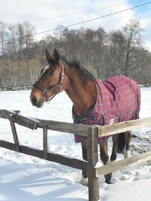 Лошадь 🐎 аэрография на авто: на капот, крышу или кузов