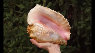 Поющая раковина (дункар, шанкха, конх, горн из ракушки) / Conch shell horn  (shankha) - YouTube