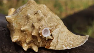 Поющая раковина (дункар, шанкха, конх, горн из ракушки) / Conch shell horn  (shankha) - YouTube