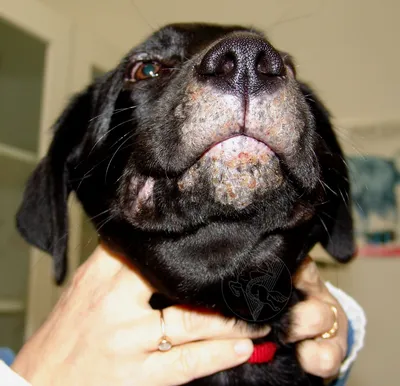Контактный дерматит у собаки (45 фото) - картинки sobakovod.club
