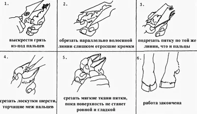 СТРИЖКА КОПЫТ У КОЗЫ | Усадьба Белая Коза | Дзен