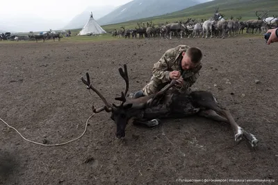 Живой Уголок Сказка Самара - Самые интересные факты про северных оленей🤎  ⠀🦌Северные олени одни из немногих животных, у которых пушистые носики.  ⠀🦌Когда олень ходит можно услышать треск. Так трещат копыта, и когда