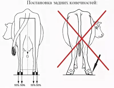 Копыта Коровы — стоковые фотографии и другие картинки Копыто - Копыто,  Домашний скот, Молочный скот - iStock