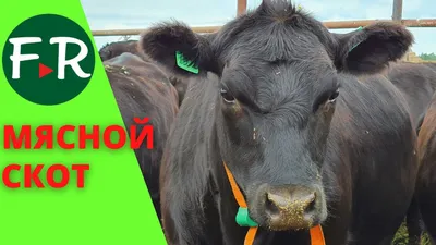 Здоровые копыта - отличное самочувствие коров - Kompetenzförderung Milch in  Kasachstan