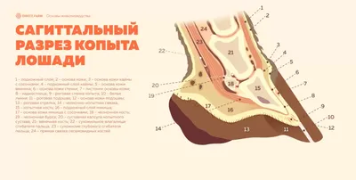 Деталь Неходной Лошади Копыта Лошадь Копыта Без Подковы Крупным Планом На  Сухой Траве — стоковые фотографии и другие картинки Без людей - iStock