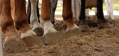 Лошадей Ноги И Hooves — стоковые фотографии и другие картинки Копыто -  Копыто, Лошадь, Горизонтальный - iStock