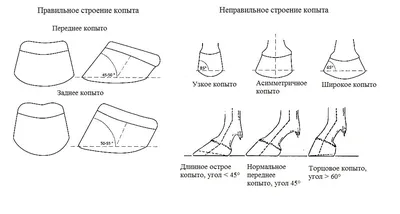 Копыта лошади имеют кровеносные сосуды