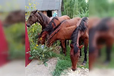 Конный педикюр 💅🏽 ⠀ Он же -... - Конюшня \"Lucky Horse\" | Facebook