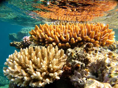 Кораллы фото - origins.org.ua