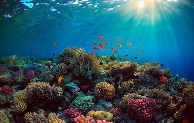 Обои море, рыбы, синева, дно, кораллы, лучи света, Подводный мир картинки  на рабочий стол, раздел природа - скачать