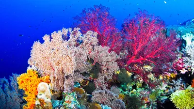 Кораллы в море - фото и картинки: 60 штук