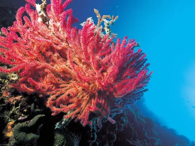 Жикле В Рамке Фото | Кораллы 25 - Природа - Фото - Вода, Море, Seashels -  Камни, Кораллы (AC7M6F) |