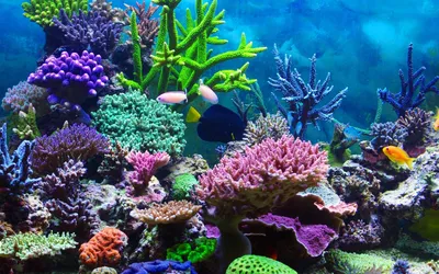 Картинка Кораллы в тропиках » Подводный мир » Природа » Картинки 24 -  скачать картинки бесплатно