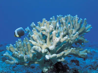 Жикле В Рамке Фото | Кораллы 54 - Природа - Фото - Вода, Море, Seashels -  Камни, Кораллы (AC7M7F) |