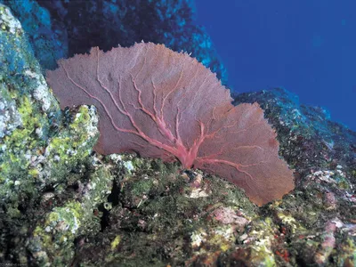 Принт В Рамке Фото | Кораллы 19 - Природа - Фото - Вода, Море, Seashels -  Камни, Кораллы (AC7M67) |