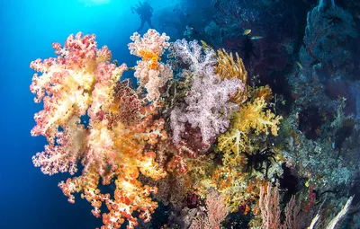 Обои море, рыбки, кораллы, силуэт, аквалангист, подводный мир картинки на  рабочий стол, раздел природа - скачать