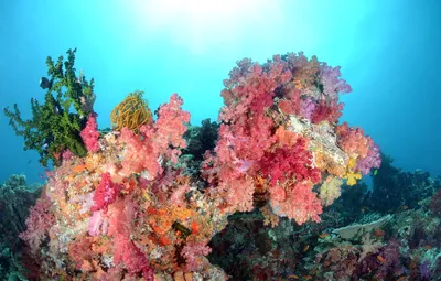 Обои море, цвета, вода, рыбки, кораллы, подводный мир картинки на рабочий  стол, раздел природа - скачать