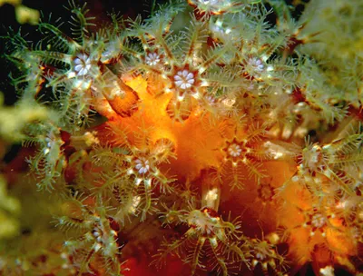 Восьмилучевые кораллы — Википедия