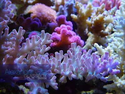 Морские кораллы - фото и картинки: 57 штук