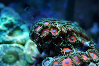 Кораллы из домашнего аквариума чуть не убили московскую семью - МК
