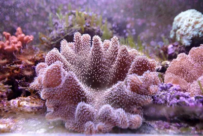 Редкие кораллы с острова Тайвань прибыли в Приморский океанариум (ФОТО) -  PrimaMedia