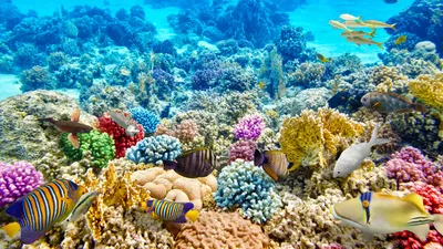 Фото Рыбы Подводный мир Кораллы животное 2560x1440