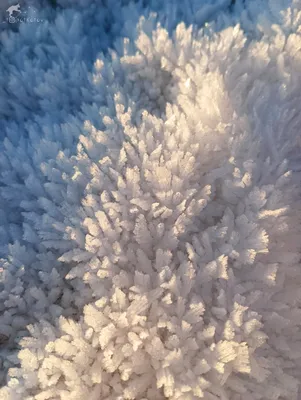 На Финском заливе появились ледяные кораллы - фото › Статьи › 47новостей из  Ленинградской области