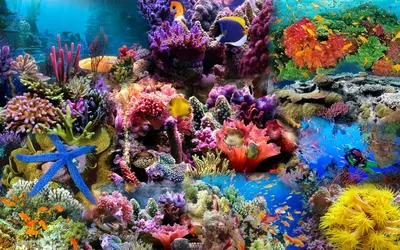 Кораллы Красного моря - LeStatus