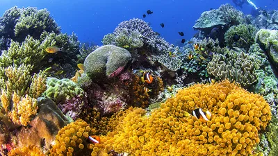 Фотографии Рыбы Подводный мир Кораллы животное 1366x768
