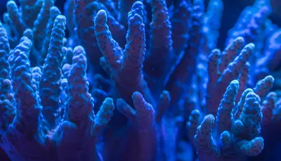 Кораллы · Бесплатные стоковые фото