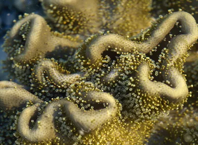 Кораллы — древнейшие существа на Земле. ФОТО