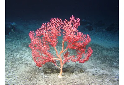 Кораллы - что такое, свойства, где встречаются, когда появились, фото и  видео - «Поли-слов» - Научно-популярный журнал