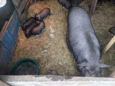 Поросята вьетнамские.въетнамские.в'єтнамскі.корейскі.корейские.: 1 300 грн.  - Сельхоз животные Покровское на Olx