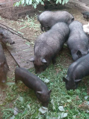 Продам/купить поросята породы вьетнамские вислобрюхие, корейские, мангалы —  Agro-Ukraine