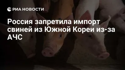 1/2/5 шт. Симпатичные розовые свиньи, китайская Корейская модель статуэтки,  поделки, фигурки, орнамент, миниатюры, украшение для дома и комнаты |  AliExpress