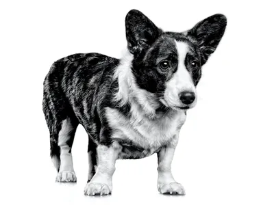 Cardiganium - Welsh Corgi Cardigan - Вельш Корги Кардиган - Сказочный  Принц, он же Сеня, он же абсолютный кардиган - настоящий компаньон💖✌️🤗  Щенок готов к переезду в новый дом, полностью привит, приучен