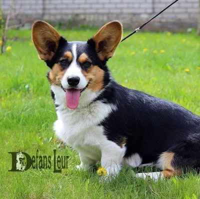 Кто такие корги и чем отличаются пемброки и кардиганы? - welsh-corgi.by