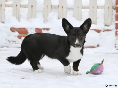 Вельш корги: пемброк и кардиган | Corgi, Cute corgi, Corgi dog