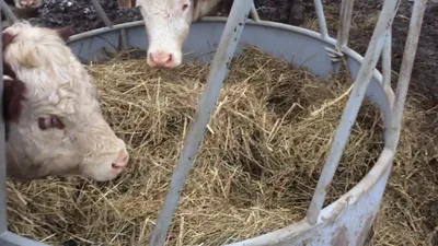 Кормушка для коров, как сделать для КРС, под сено, своими руками