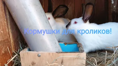 Корм для кроликов Beaphar Care+ Rabbit, 1,5 кг | DinoZoo.lv