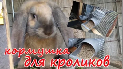 Senik for rabbits . Feeder hay with their hands - YouTube