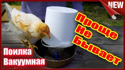 Вакуумная поилка для кур. Как сделать автопоилку для кур своими руками. |  Разведение кур, Кур, Курятник