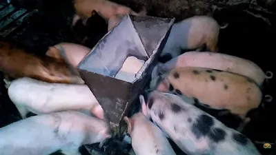 Кормушка для поросят своими руками / Feeding trough for piglets with own  hands - YouTube