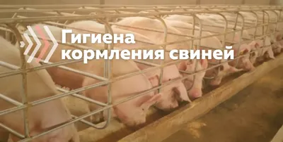 Хорошая гигиена корма – основа высокой продуктивности свиней